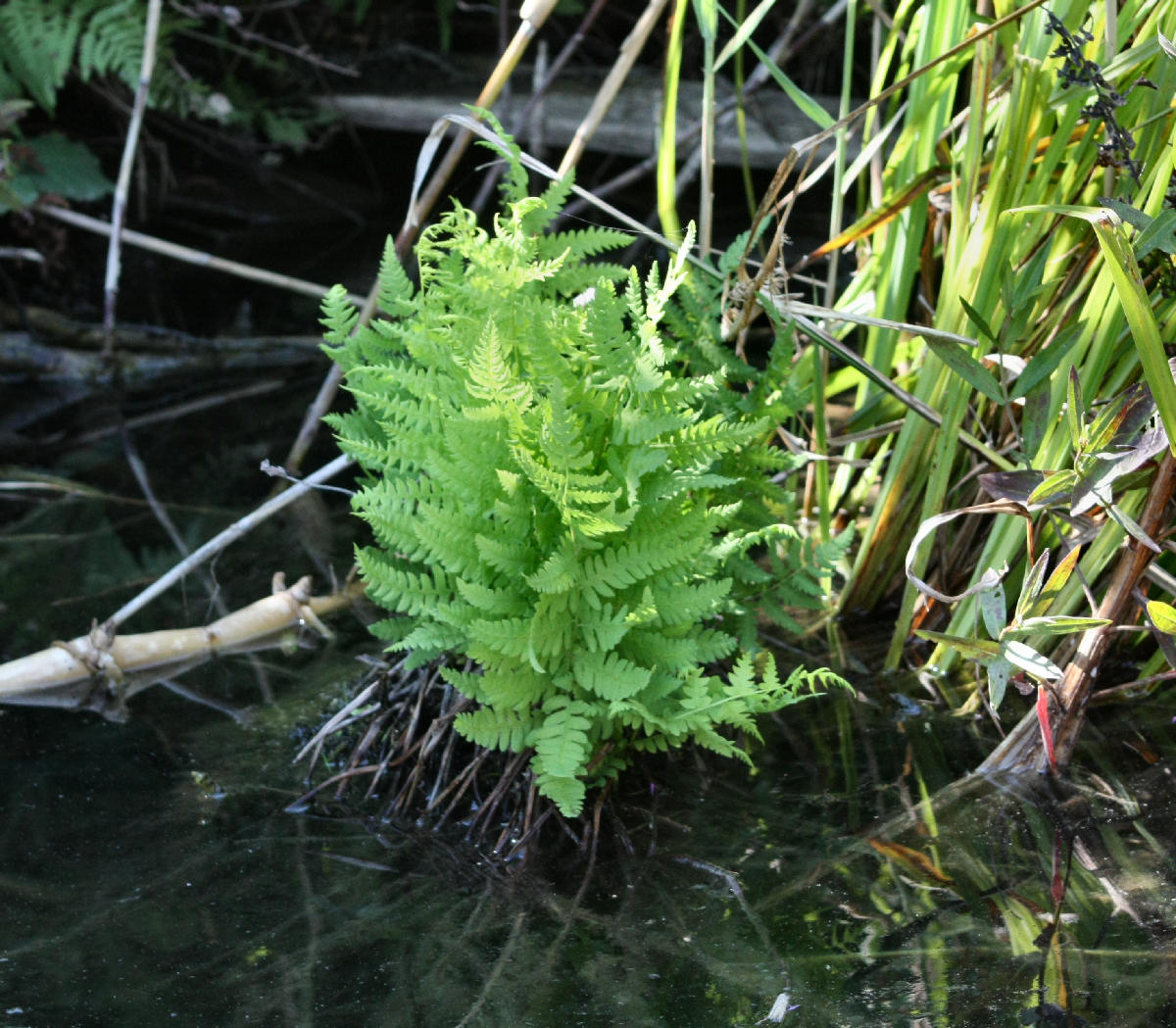 Thelypteris palustris / Felce palustre